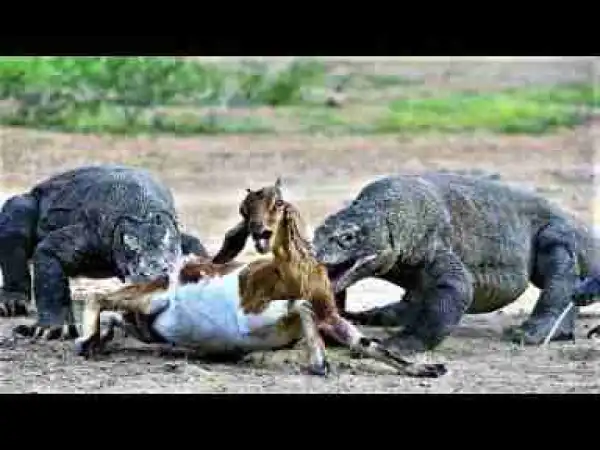 Video: Biggest Islands Run By Animals